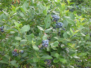 Vaccinium, Southern High Bush Blueberry Sapphire