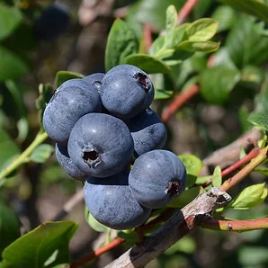 Vaccinium, Southern High Bush Blueberry Santa Fe
