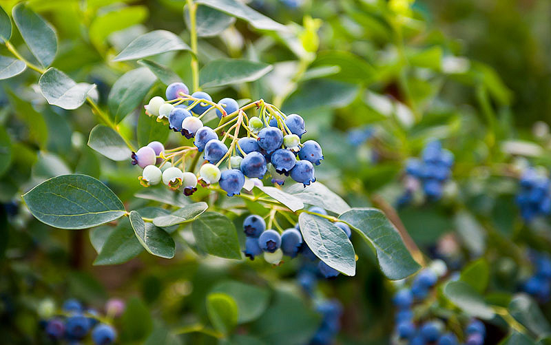 Vaccinium, Southern High Bush Blueberry Bladen