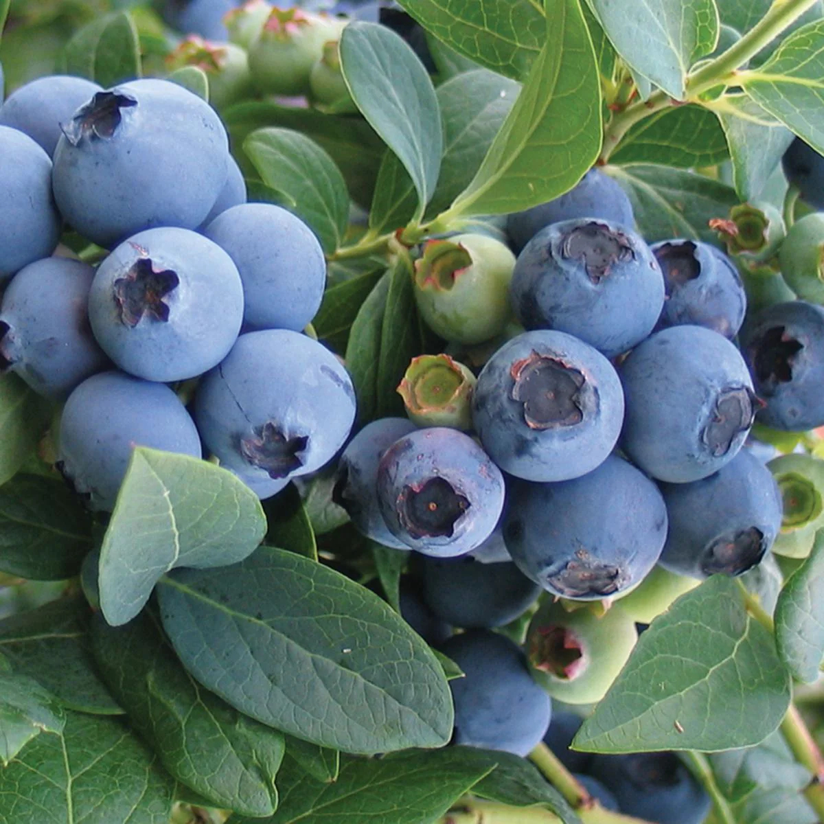 Vaccinium, Southern High Bush Blueberry Bluecrisp
