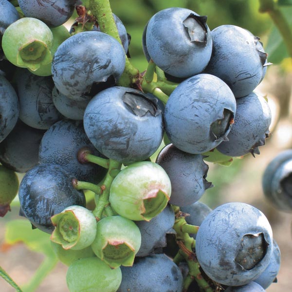 Vaccinium, Southern High Bush Blueberry Avonblue