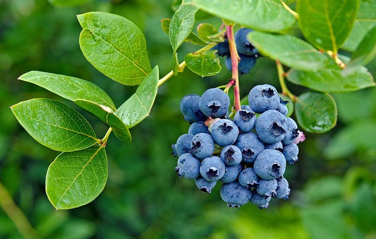 Vaccinium, Southern High Bush Blueberry Gulf Coast