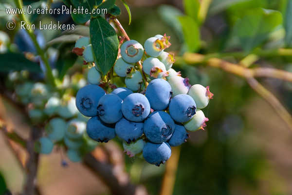 Vaccinium, Southern High Bush Blueberry Georgiagem