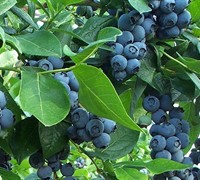 Vaccinium, Southern High Bush Blueberry Cooper
