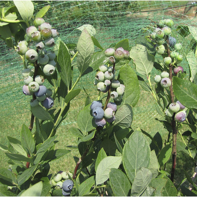 Vaccinium, Southern High Bush Blueberry Sampson