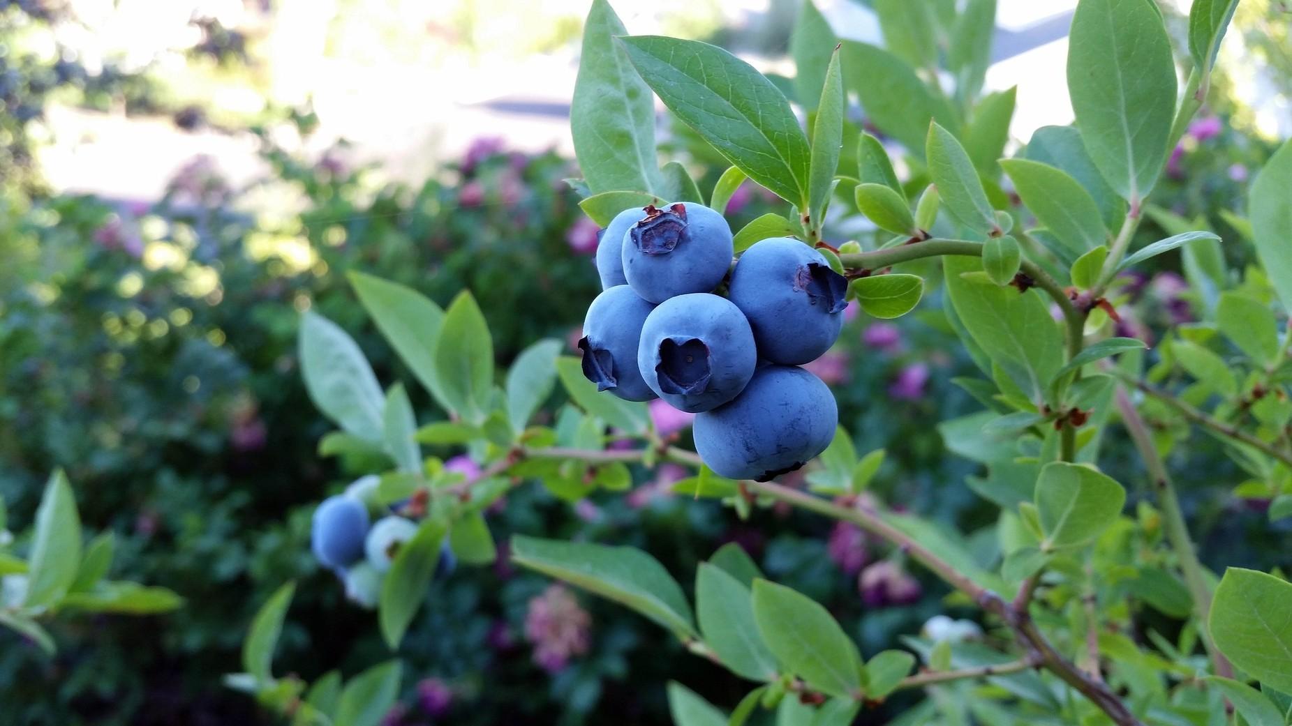 Vaccinium, Southern High Bush Blueberry Cape Fear