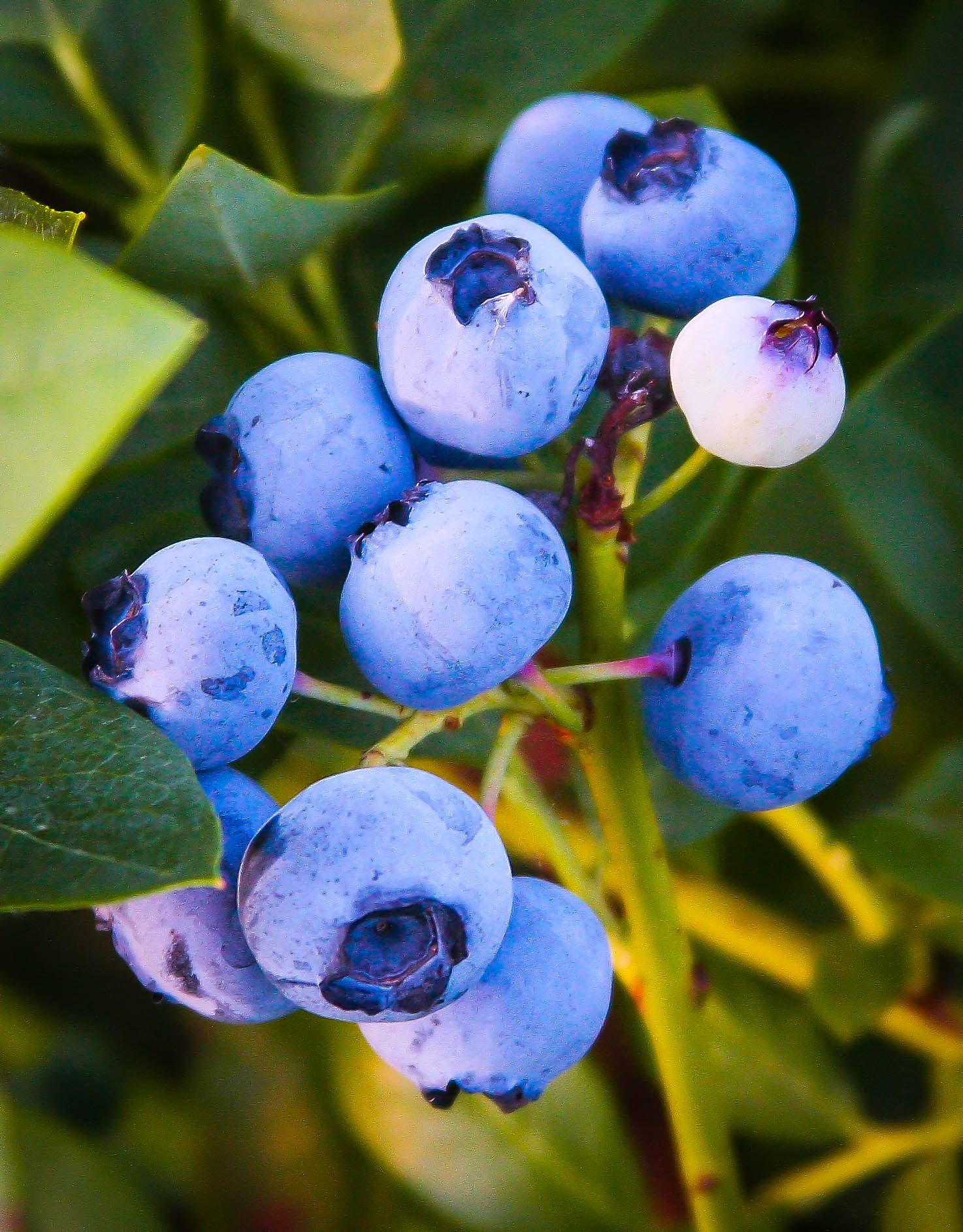 Vaccinium, Southern High Bush Blueberry Floridablue