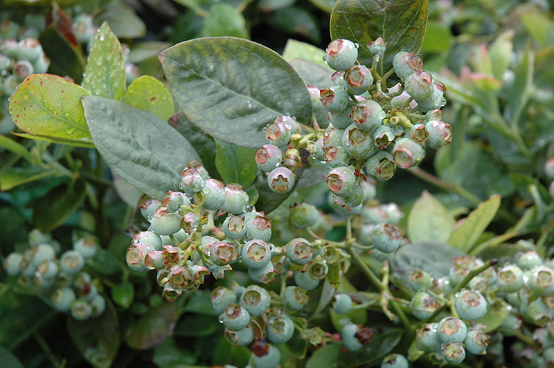 Vaccinium, Southern High Bush Blueberry Jubilee