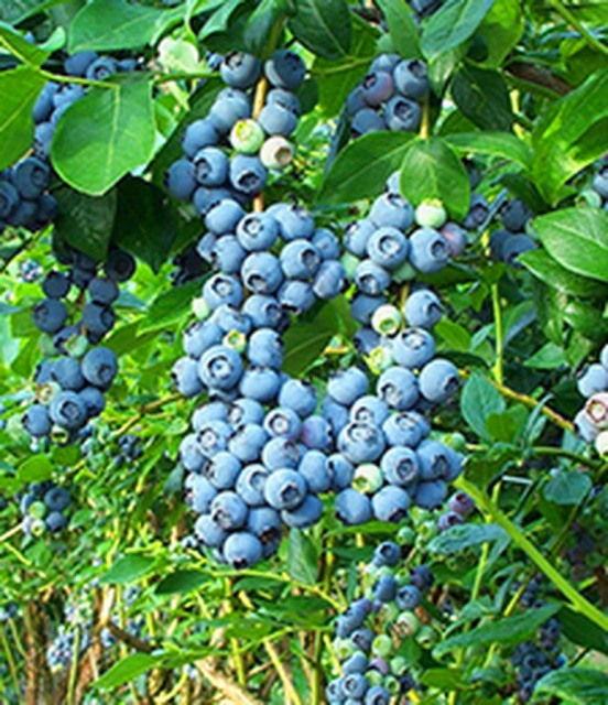 Vaccinium, Southern High Bush Blueberry Blue Ridge