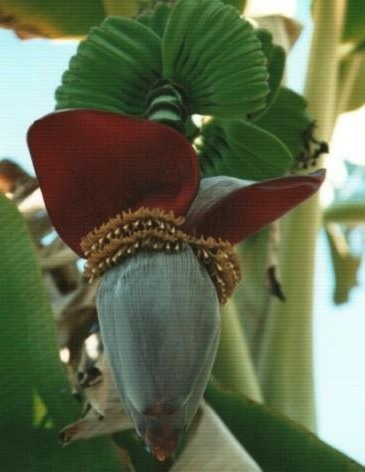 Musa, Banana Praying Hands
