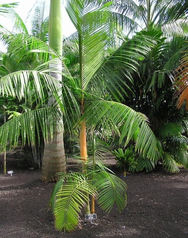 Euterpe Species, Assai Miri, Assai Palm