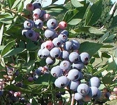 Vaccinium Species, Rabbit-Eye Blueberry, Smallflower Blueberry, Southern High Bush Blueberry