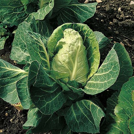 Cabbage April