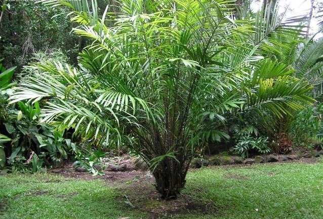 Salak, Snake Palm