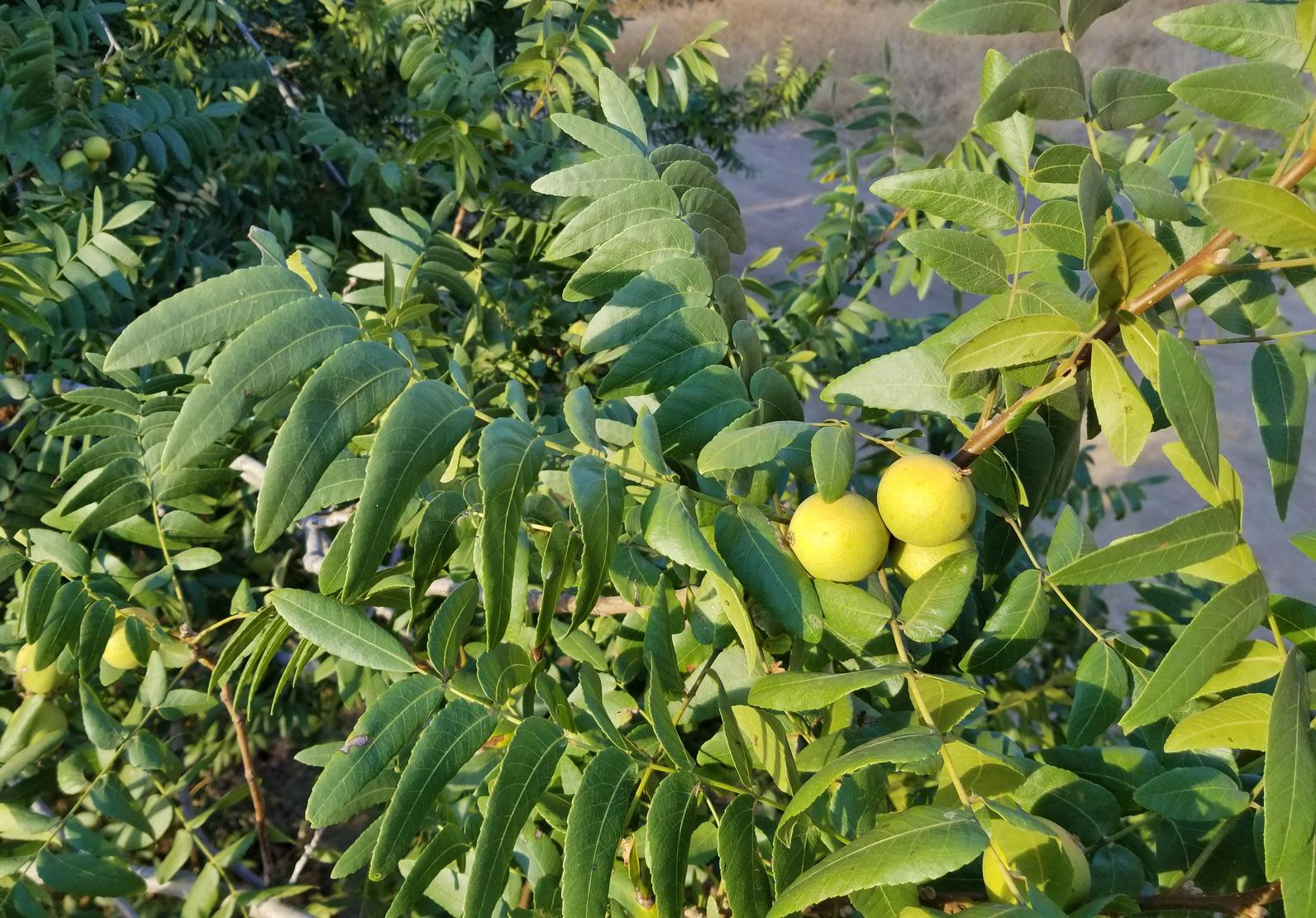 Southern California Black Walnut