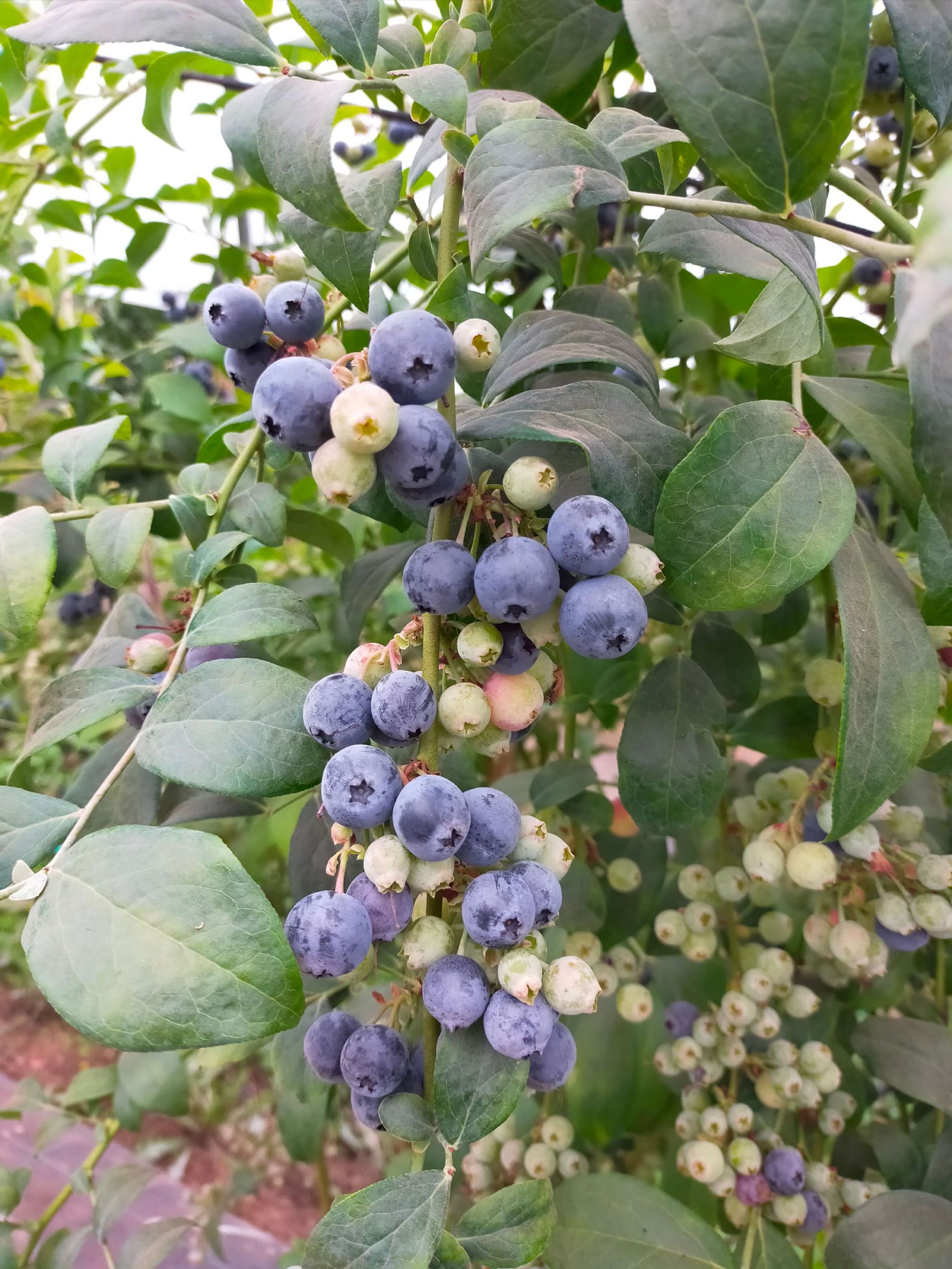 Vaccinium, Rabbiteye Blueberry Windy