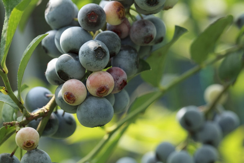 Vaccinium, Rabbiteye Blueberry Snowflake