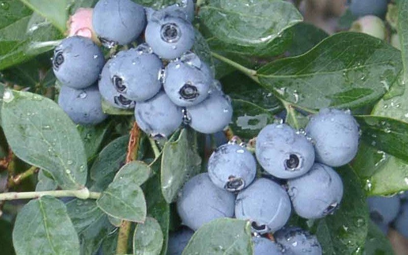 Vaccinium, Rabbiteye Blueberry Beckyblue