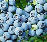 Vaccinium, Rabbiteye Blueberry 'Aliceblue'