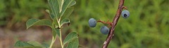 Vaccinium, Rabbiteye Blueberry 'Montgomery'