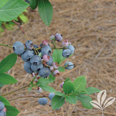 Vaccinium, Rabbiteye Blueberry 'Premier'