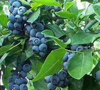 Vaccinium, Rabbiteye Blueberry 'Bonita'