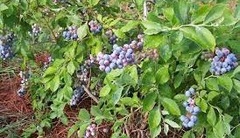 Vaccinium, Rabbiteye Blueberry 'Ira'