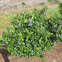 Vaccinium, Rabbiteye Blueberry 'Bluebelle'