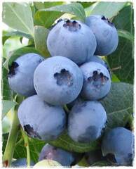 Vaccinium, Rabbiteye Blueberry 'Briteblue'