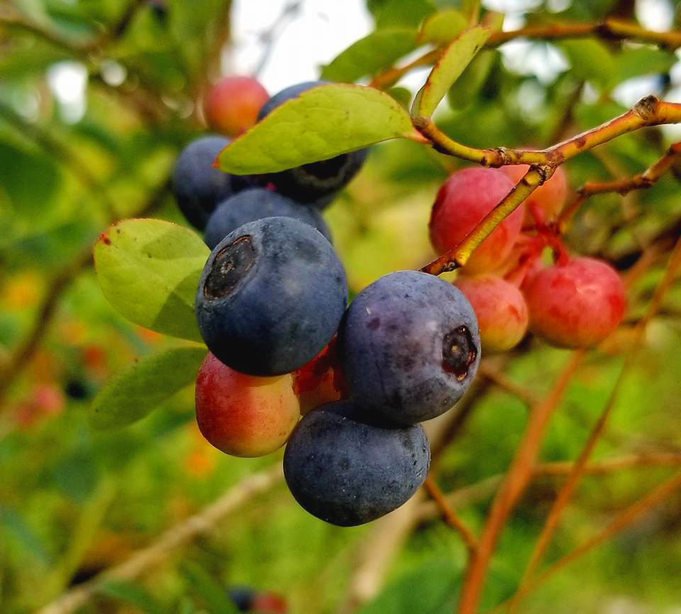 Vaccinium, Rabbiteye Blueberry Choice
