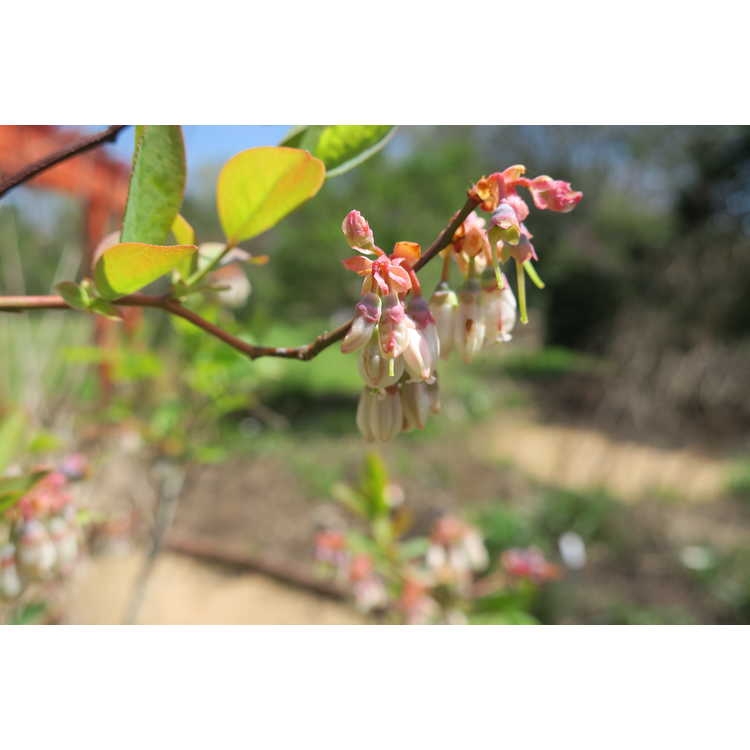 Vaccinium, Rabbiteye Blueberry Yadkin