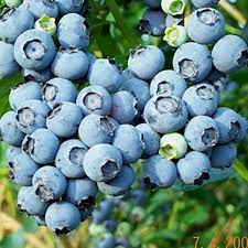 Vaccinium, Rabbiteye Blueberry Powderblue