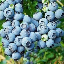 Vaccinium, Rabbiteye Blueberry 'Powderblue'