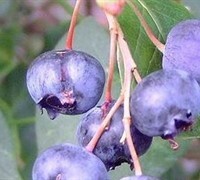 Vaccinium, Rabbiteye Blueberry 'Baldwin'