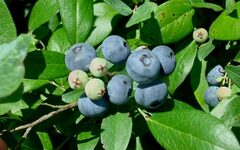 Vaccinium, Rabbiteye Blueberry 'Centurion'
