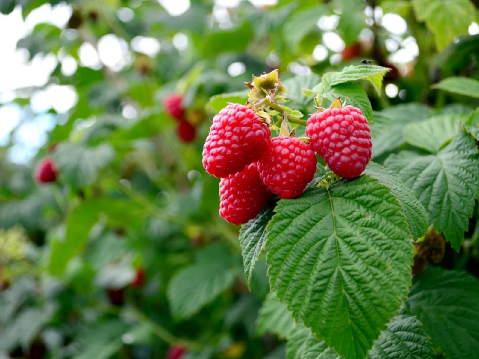 Raspberry