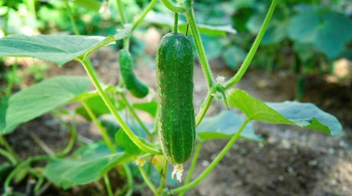 Cucumber Mekty Green