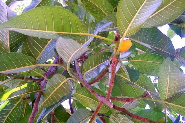 Fig