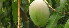 Mangifera, Common Mango, Indian Mango 'Tommy Atkins'