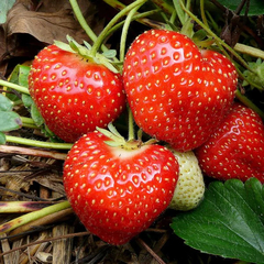 Fragaria, Garden Strawberry, Strawberry 'EarliGlow'