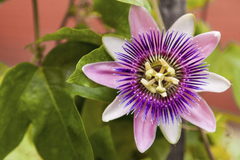 Passiflora Species, Passion Flower, Passion Vine
