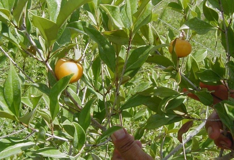 Eugenia Species, Pitomba
