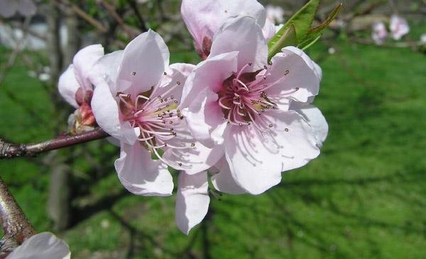 Peach Hale Haven