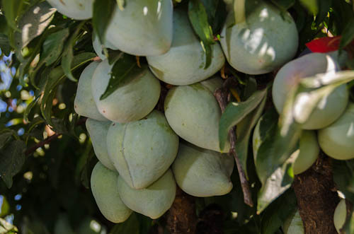 Japanese Plum Kelsey