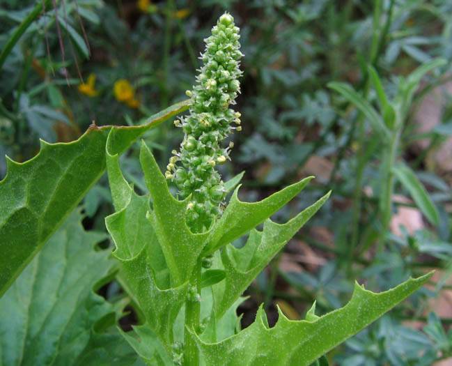 Blitum Species, Overs Goosefoot
