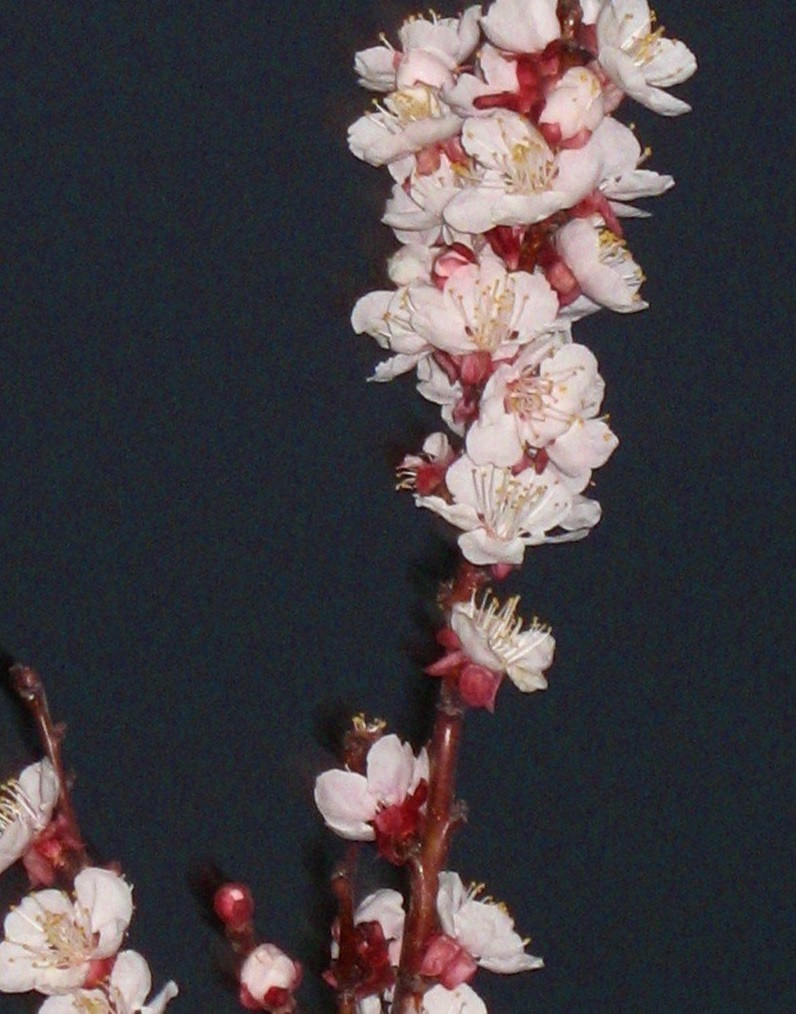 Apricot Moorpark