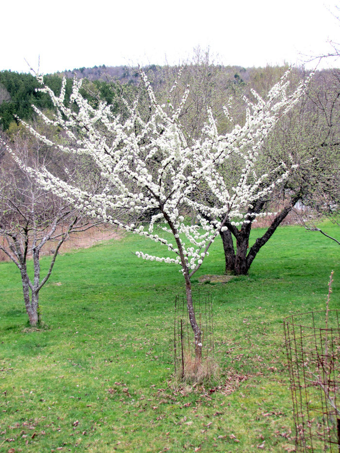 Japanese Plum Burbank