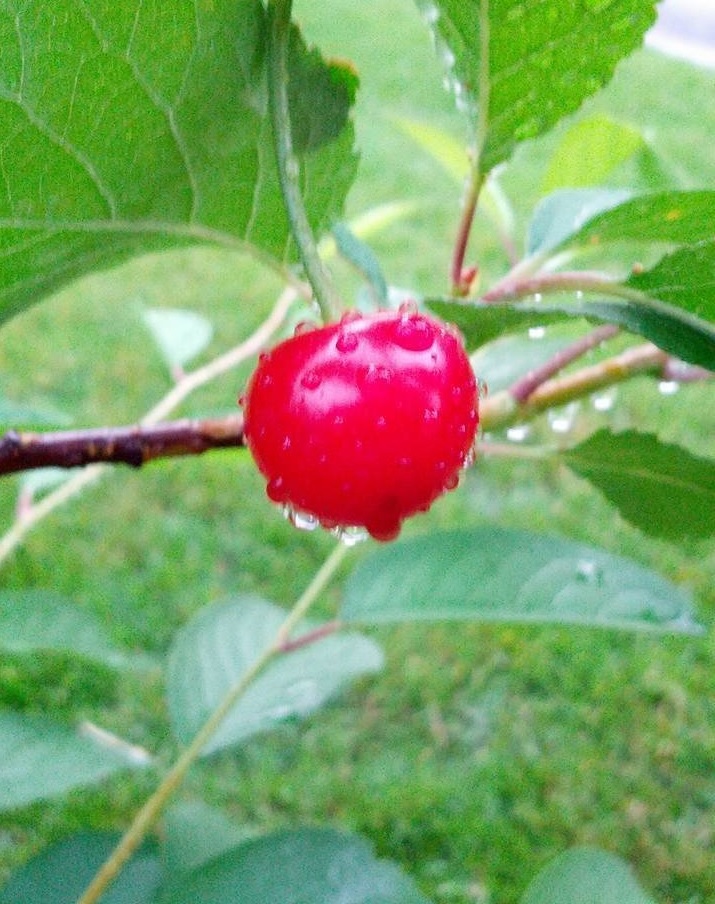 Sour Cherry, Pie Cherry Northstar