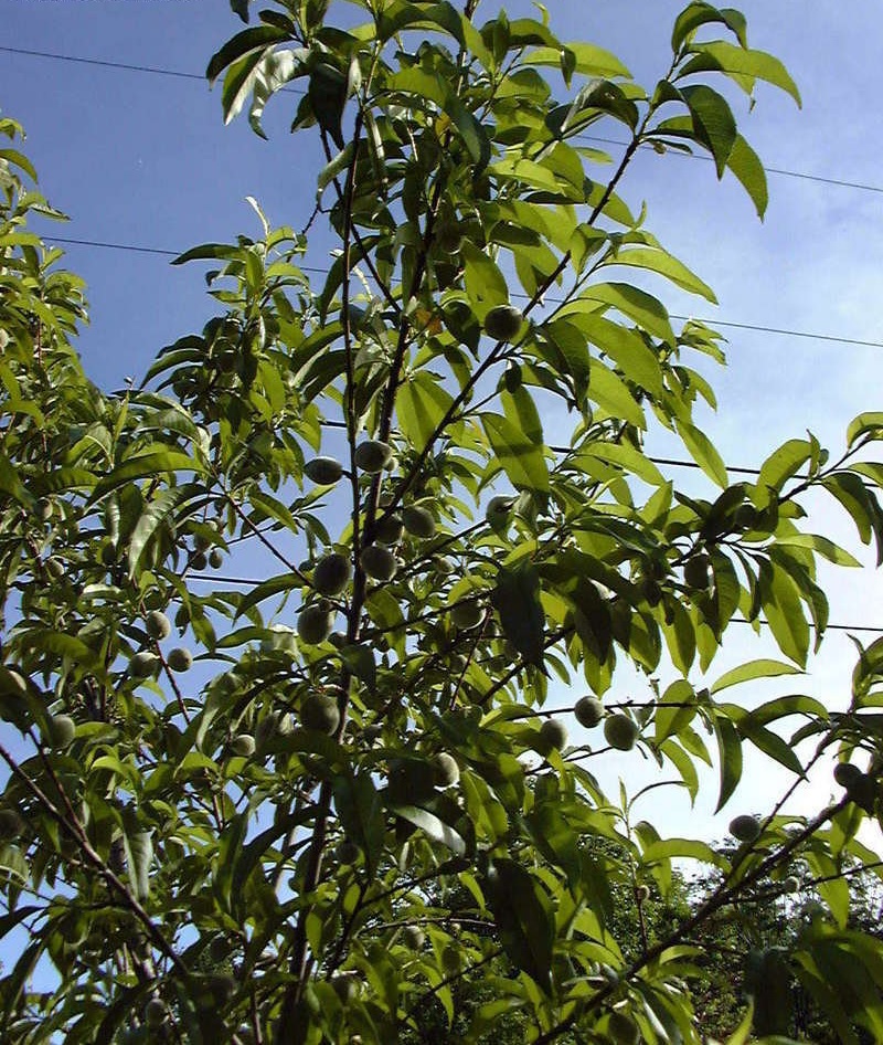 Nectarine Tree Flavortop