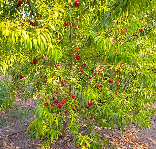 Nectarine Tree Redgold